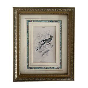 Framed Book Plate 24 Lixar Trochilus Pella Hummingbird 11.5”x 9 5/8” French Mat
